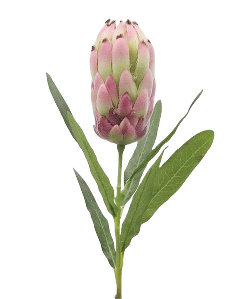 Burgundy Pink Protea with leaves 52cm